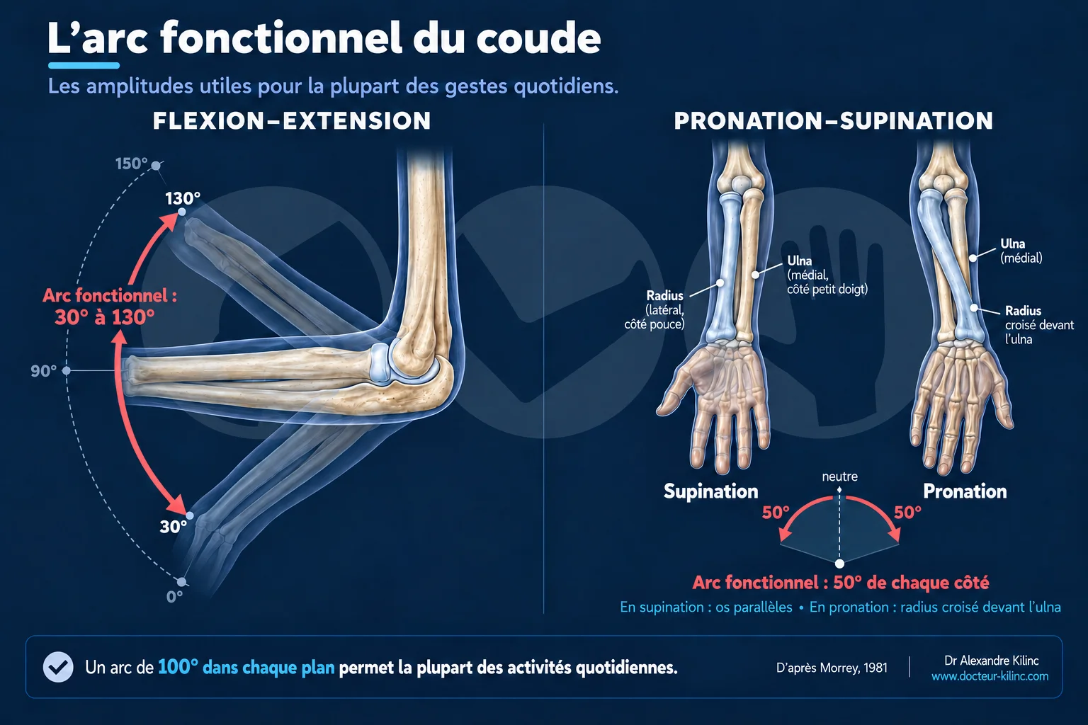 schema-arc-fonctionnel-coude Arc fonctionnel du coude : zone de 30 à 130 degrés en flexion-extension et de 50 degrés de part et d'autre de la position neutre en pronosupination