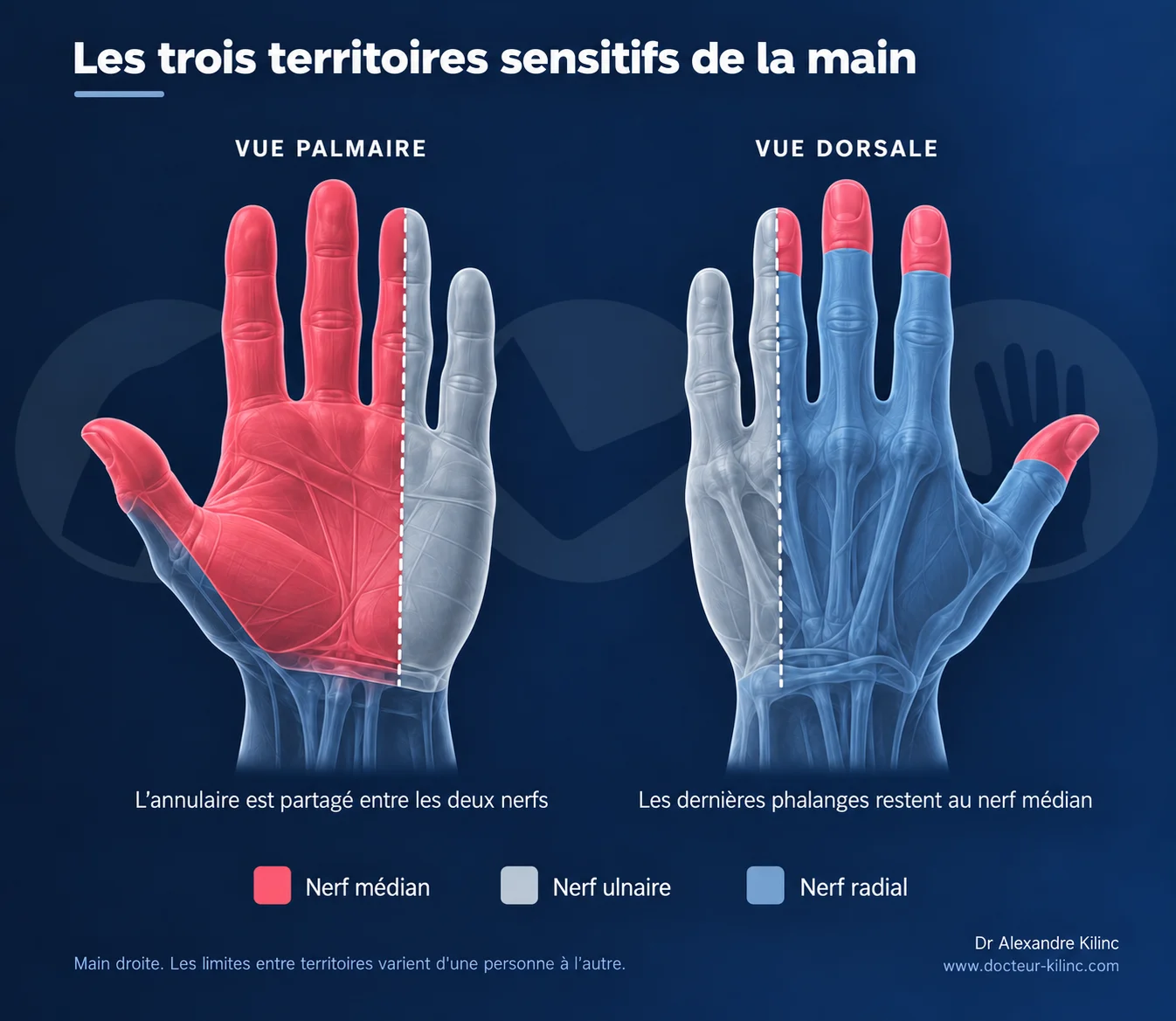 schema-territoires-nerveux-main Territoires sensitifs de la main : nerf médian, nerf ulnaire et nerf radial, vues palmaire et dorsale